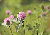 レッドクローバー